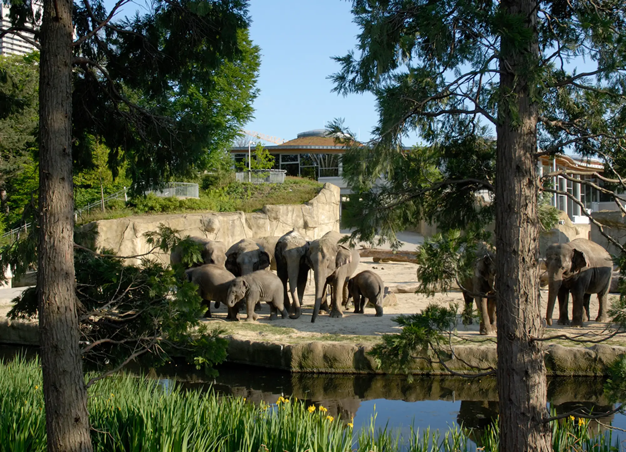 Blick auf Elefanten in ihrem Lebensraum im Zoo.