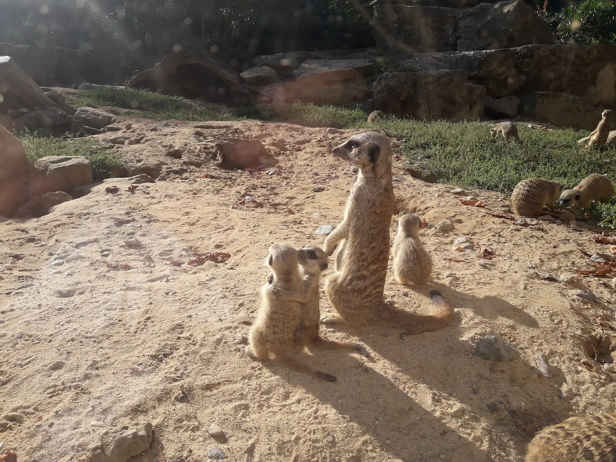 Eine Gruppe von Erdmännchen, die in der Sonne stehen und die Umgebung beobachten.