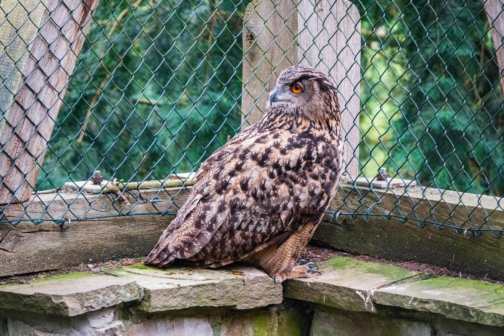Ein Uhu sitzt auf einer Mauer und schaut aufmerksam.