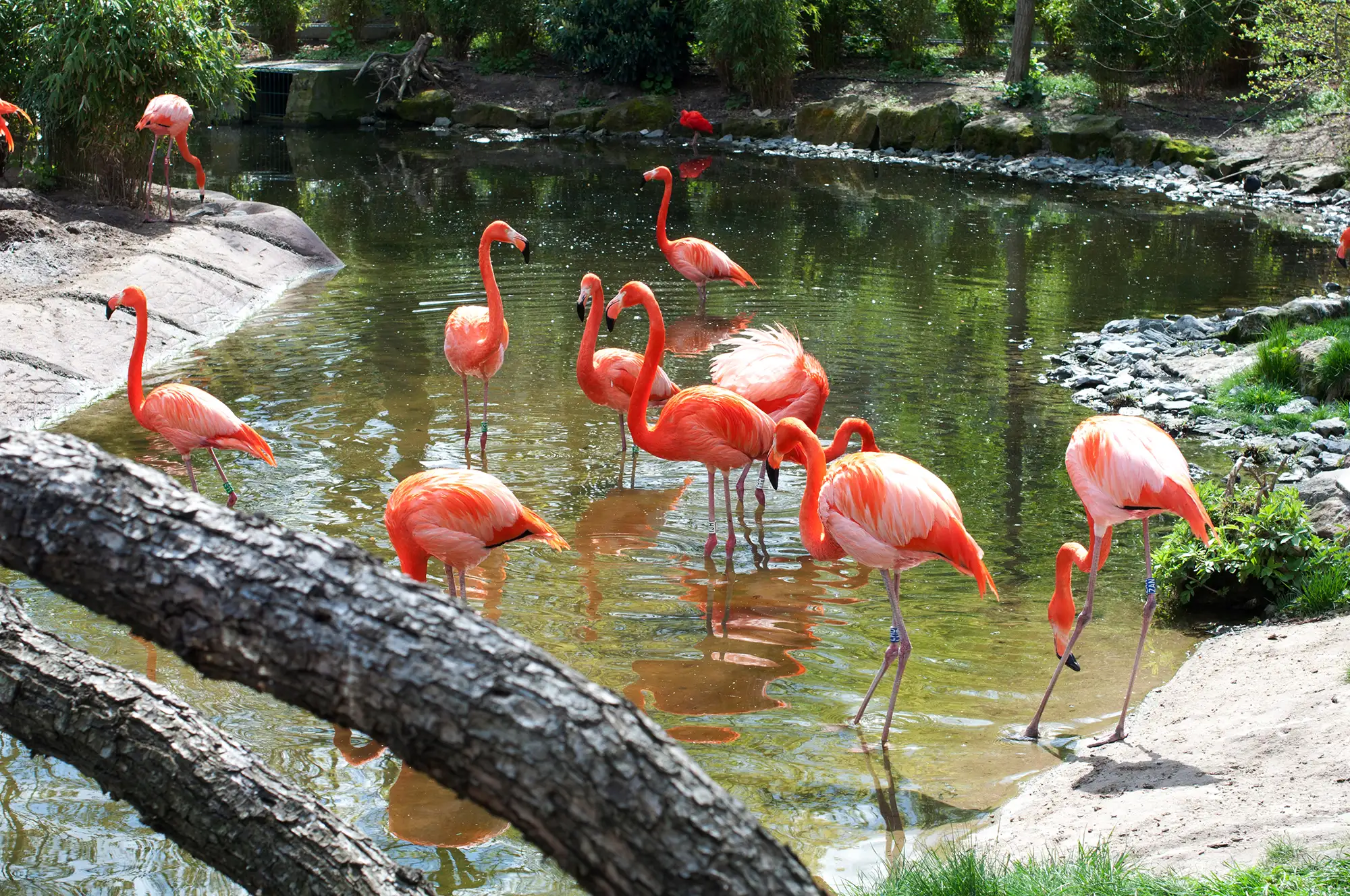 Eine Gruppe von Flamingos, die im Wasser stehen und sich umsehen.