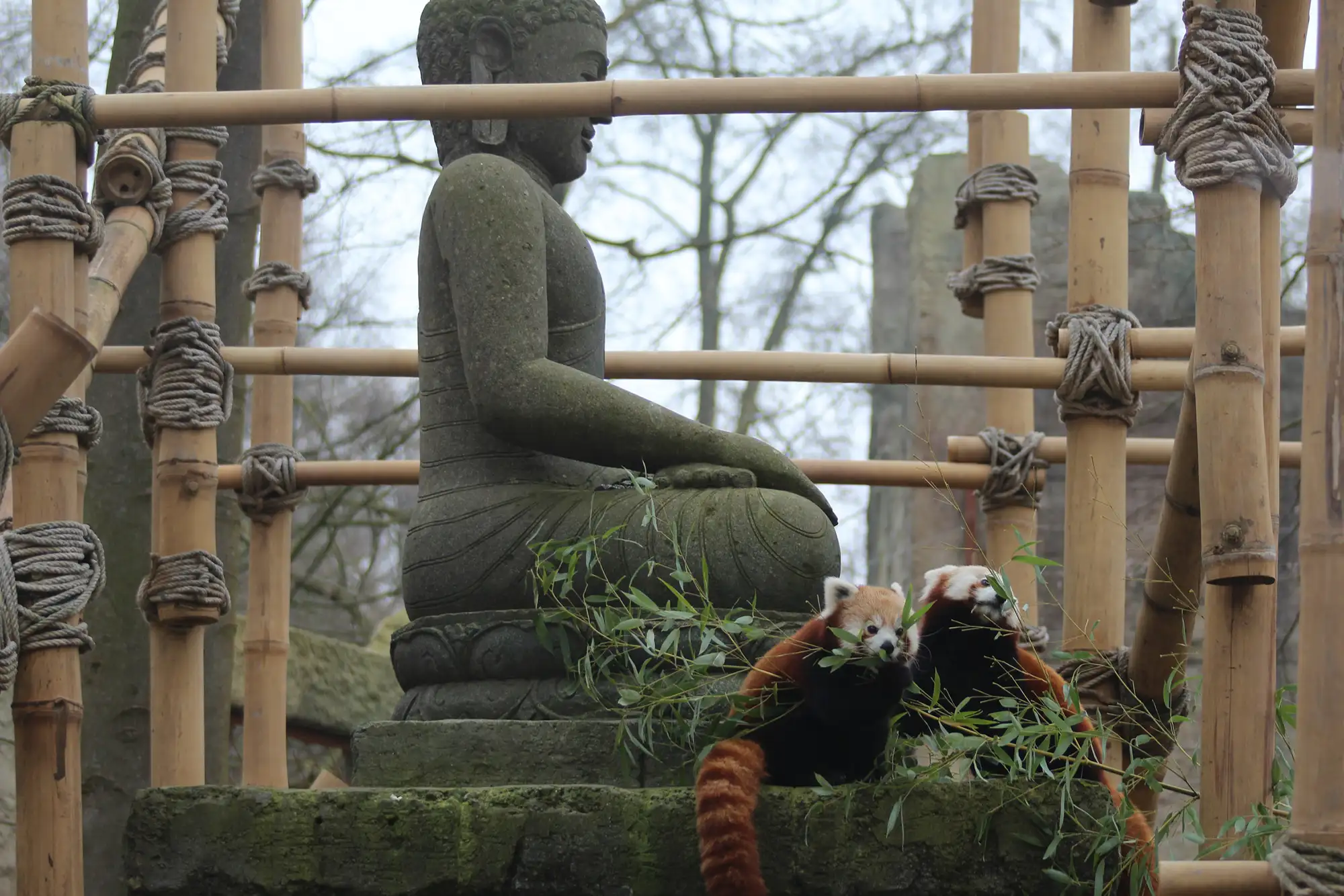 Zwei rote Pandas fressen Bambus neben einer Buddha-Statue im Garten.