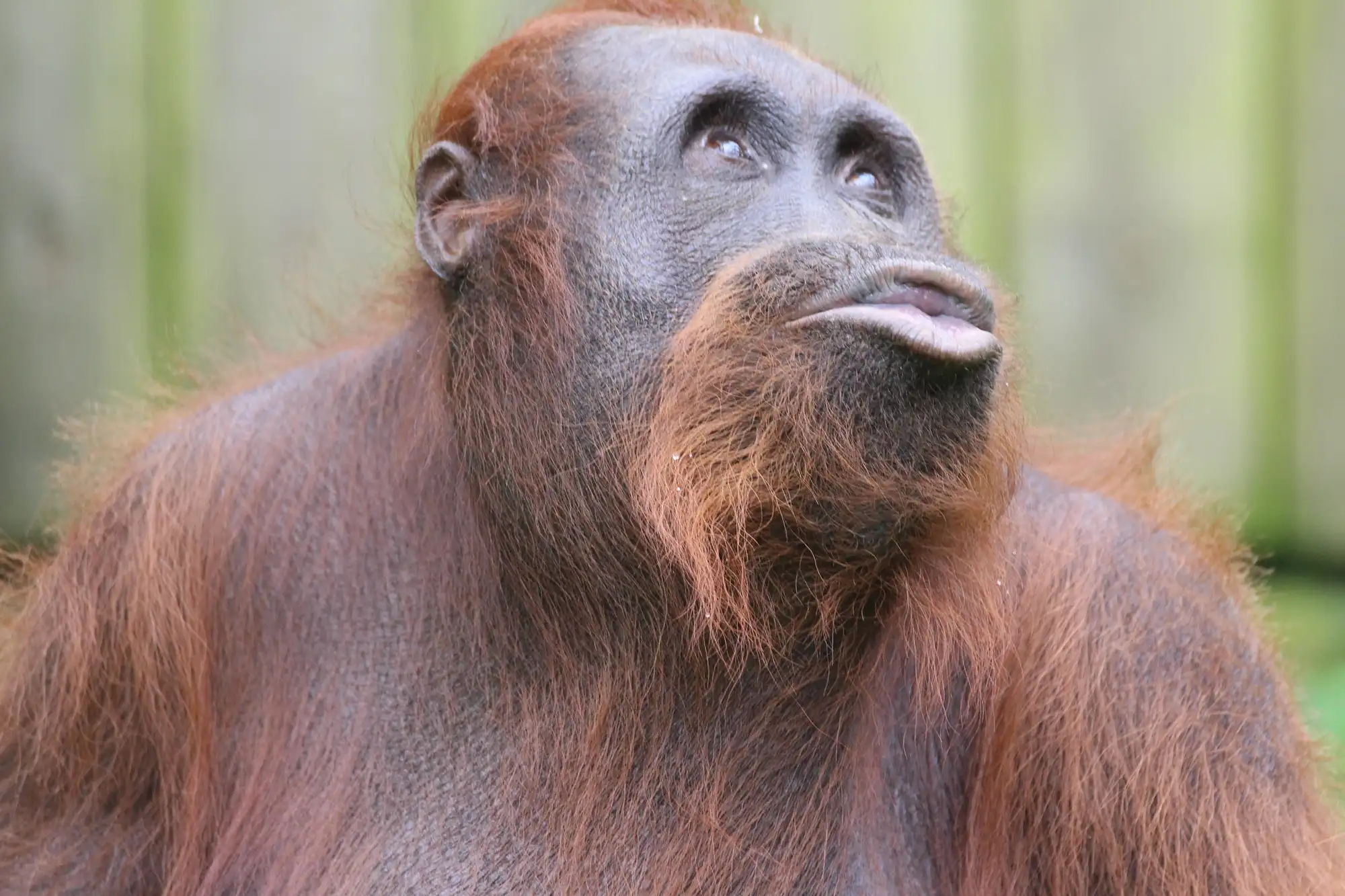 Orang-Utan in seiner natürlichen Umgebung