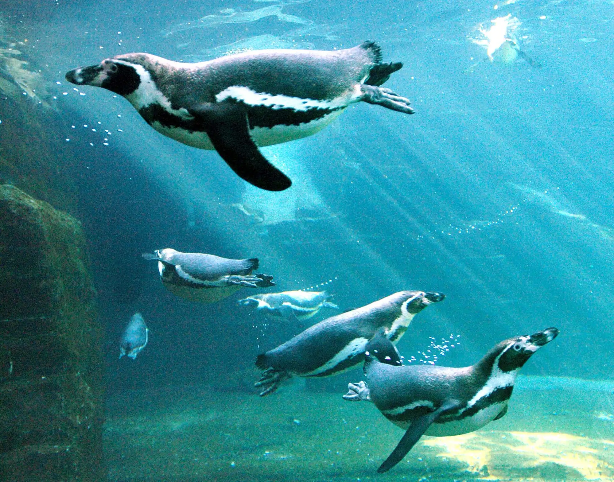 Eine Gruppe von Pinguinen, die im Wasser schwimmen.