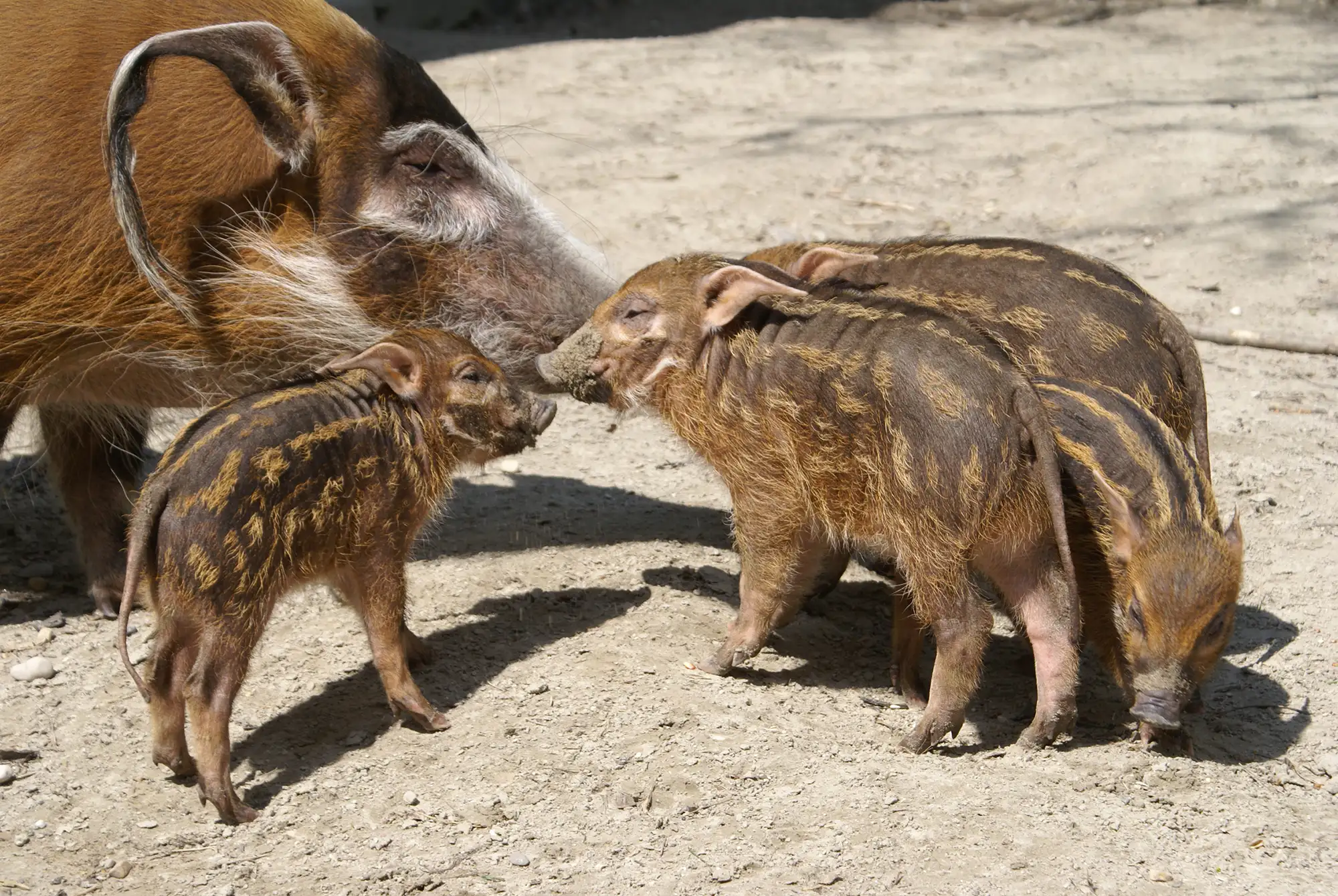 Eine Familie von Wildschweinen spielt im Sand.