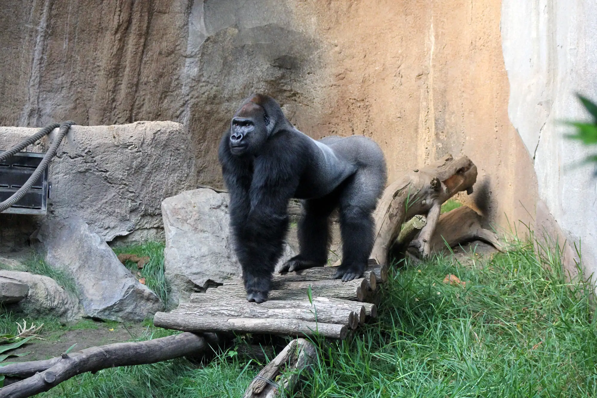 Gorilla im Pongoland im Zoo Leipzig