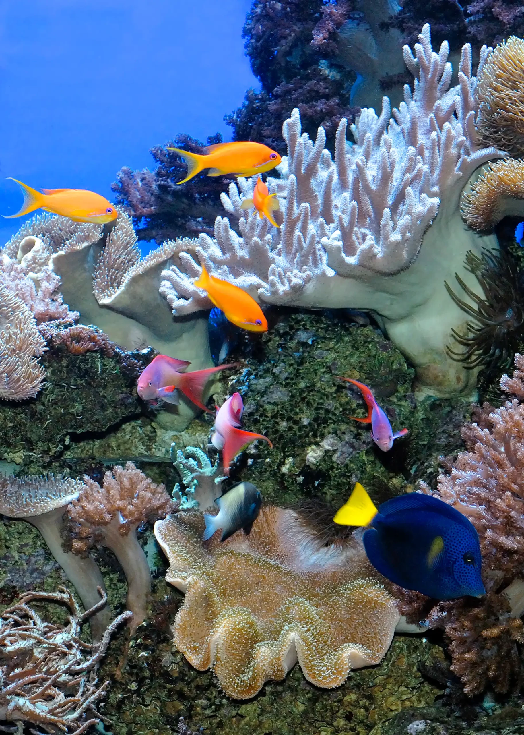 Tropisches Meer mit verschiedenen Fischen