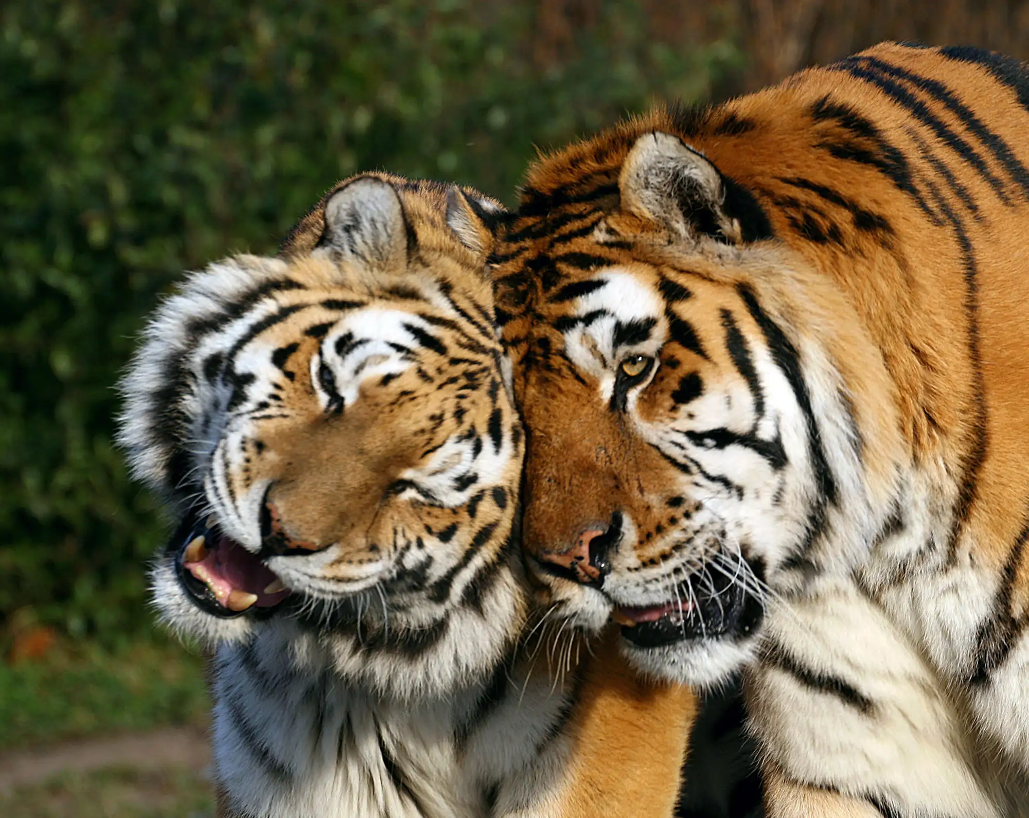 Das Bild zeigt zwei Tiger im Tierpark Hagenbeck, die in einer liebevollen Geste ihre Köpfe aneinander schmiegen. Diese Szene strahlt Wärme und Verbundenheit aus und bietet einen eindrucksvollen Blick auf das soziale Verhalten dieser majestätischen Raubkatzen. Die Nahaufnahme betont die Details ihres prächtigen Fells und ihrer markanten Streifenmuster.