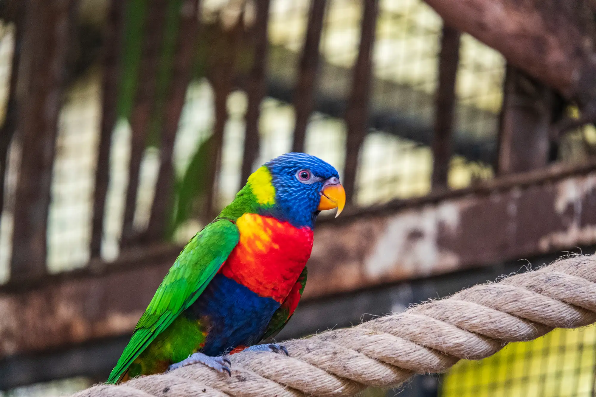 Bunter Papagei sitzt auf einem Seil in einem Käfig.