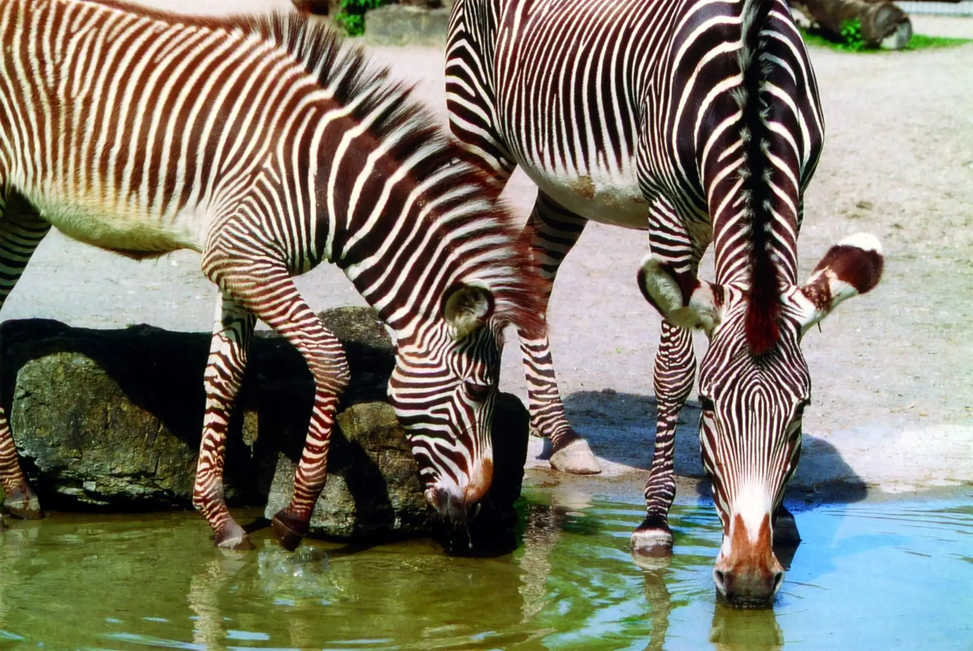 Zwei Zebras trinken Wasser aus einem Teich im Zoo.