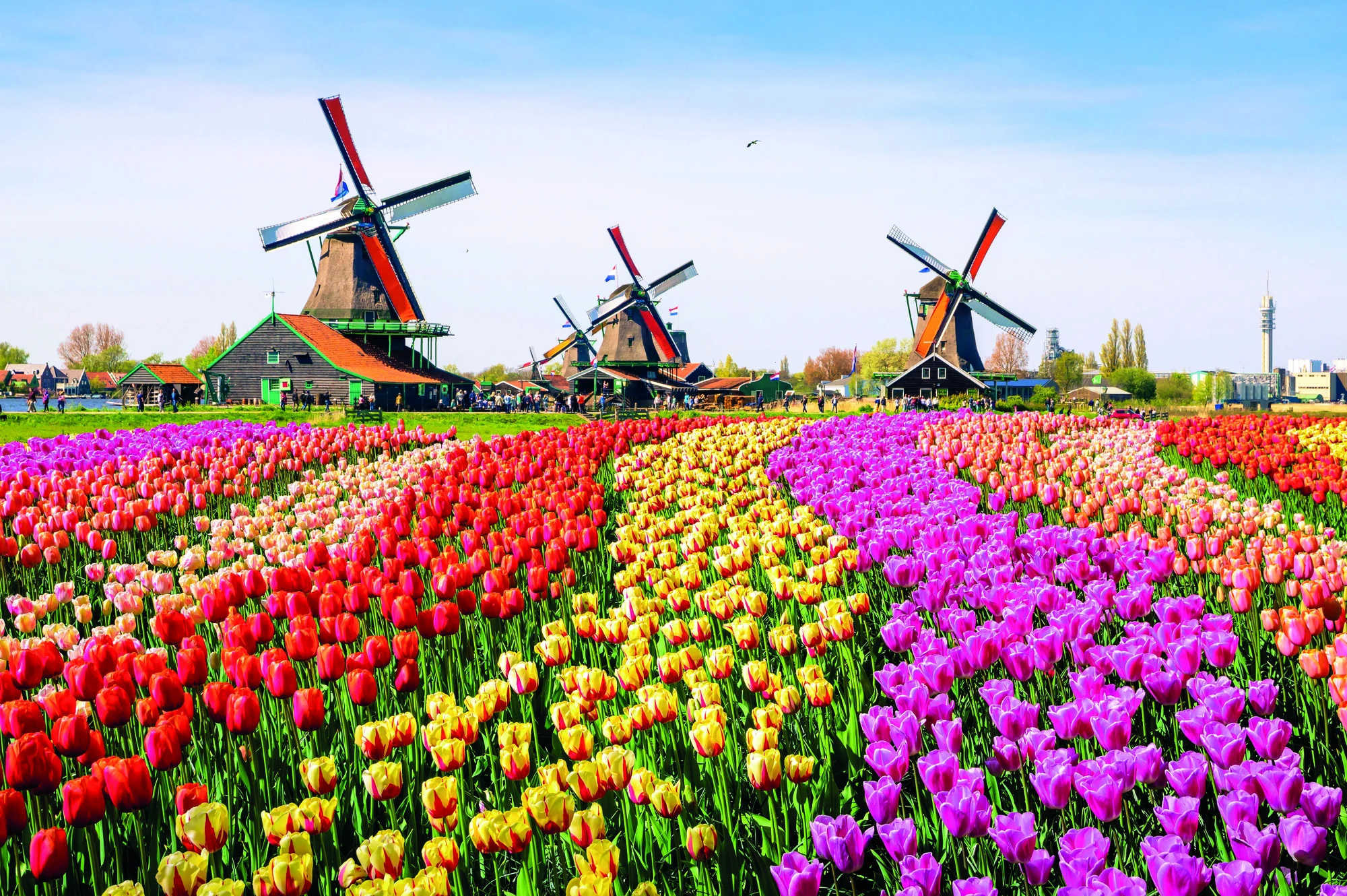 Eine lebendige Illustration des Keukenhof in Lisse bei hellem Tageslicht, zeigt ein Meer aus farbenfrohen Tulpen in voller Blüte. Besucher schlendern um die charmanten Windmühlen im Hintergrund, fotografieren die blühende Landschaft und genießen die beeindruckende Farbenpracht des berühmten Blumengartens.