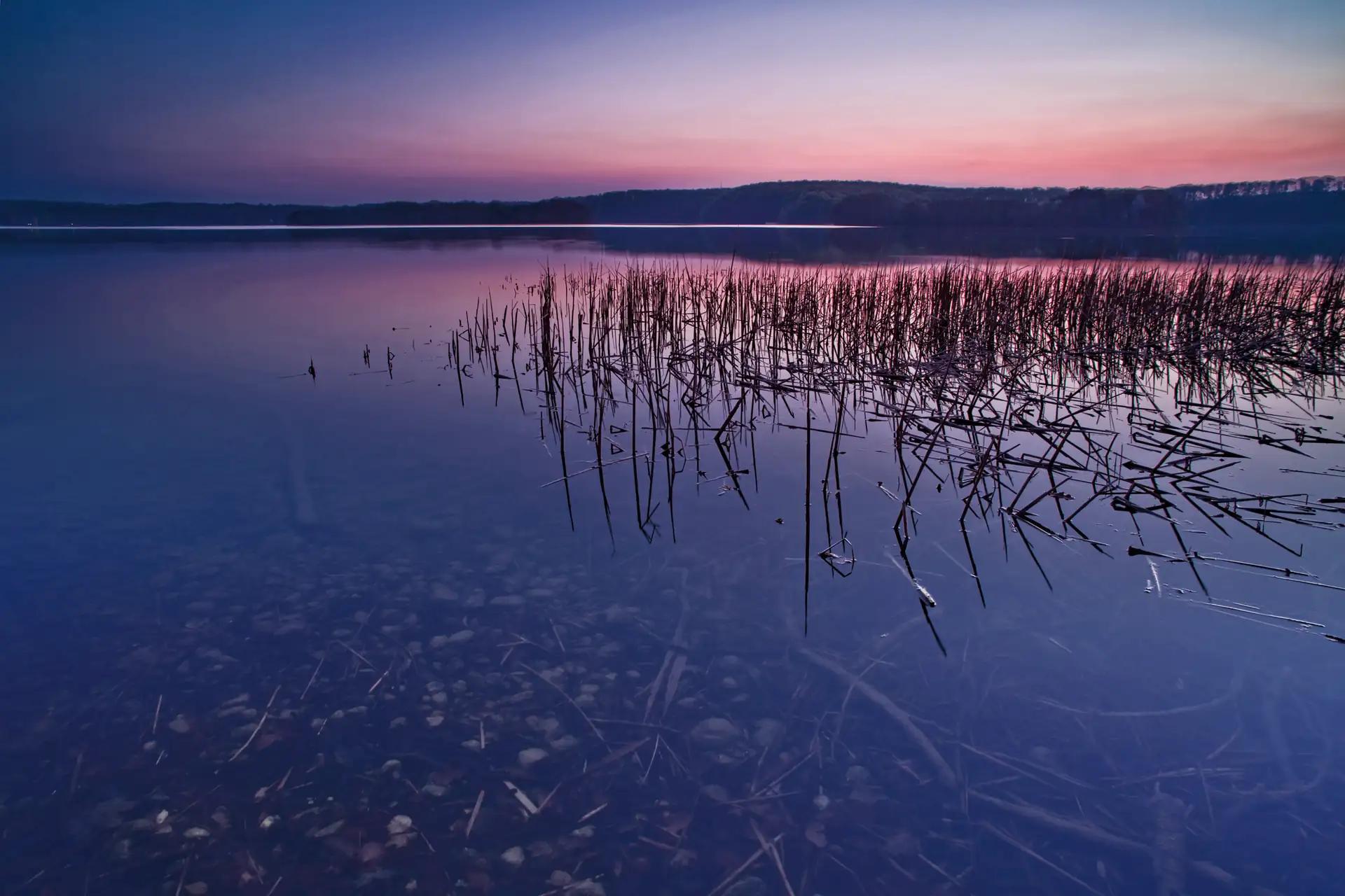 Plauer See mit Schilf im flachen Wasser bei Sonnenuntergang, violett und rosa Himmel am Horizont