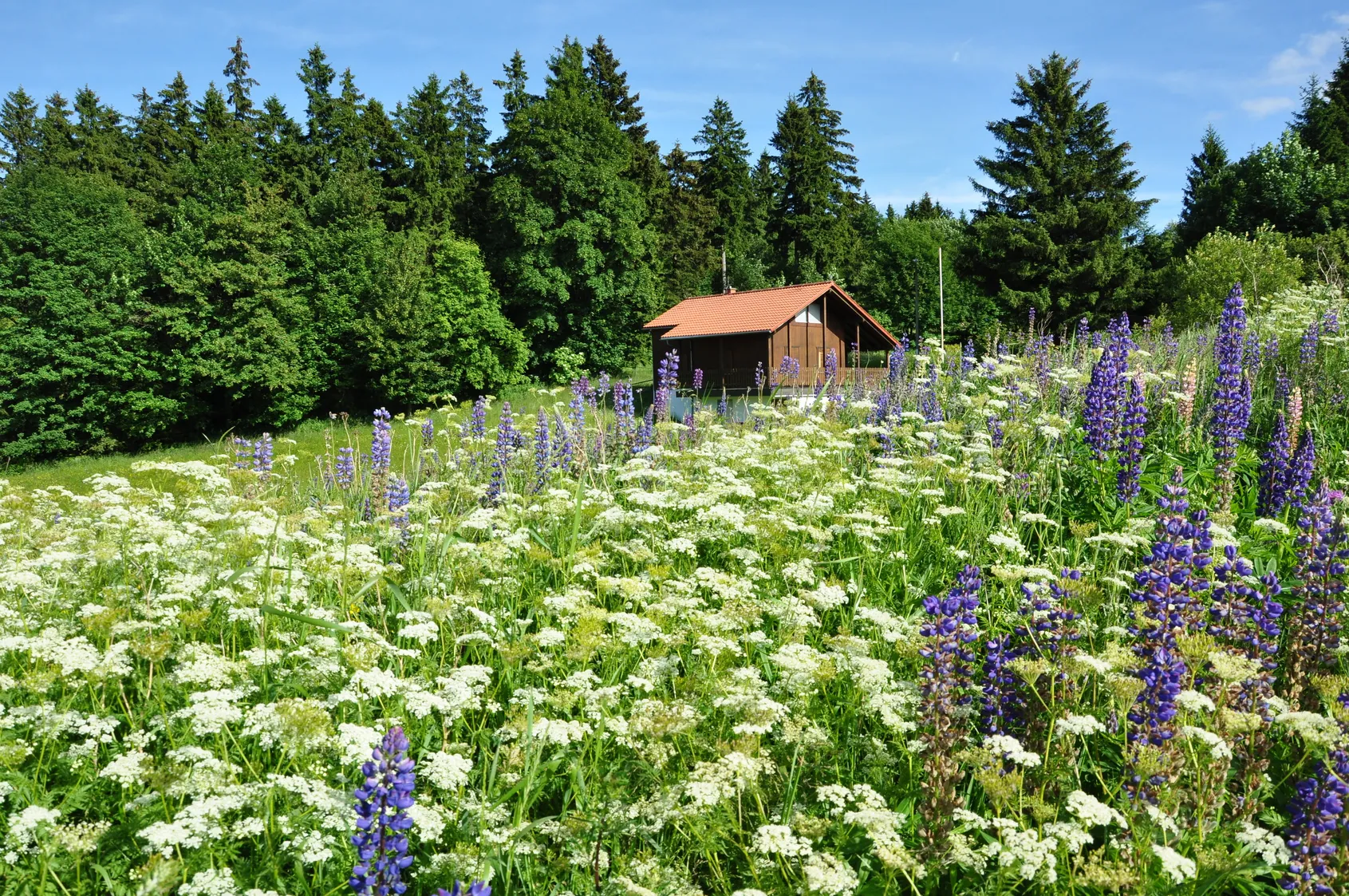 Wiese im Thüringer Wald