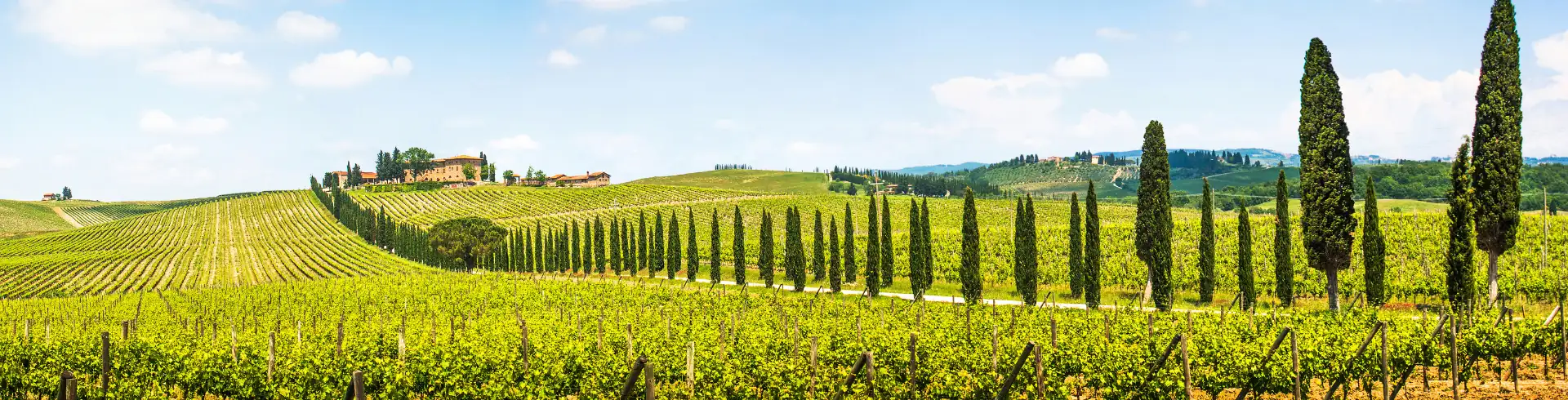 Toskana Banner: Landschaft mit Weinbergen und einer langen Reihe von Zypressen, die sich bis zum Horizont erstreckt, unter blauem Himmel mit wenigen Wolken.