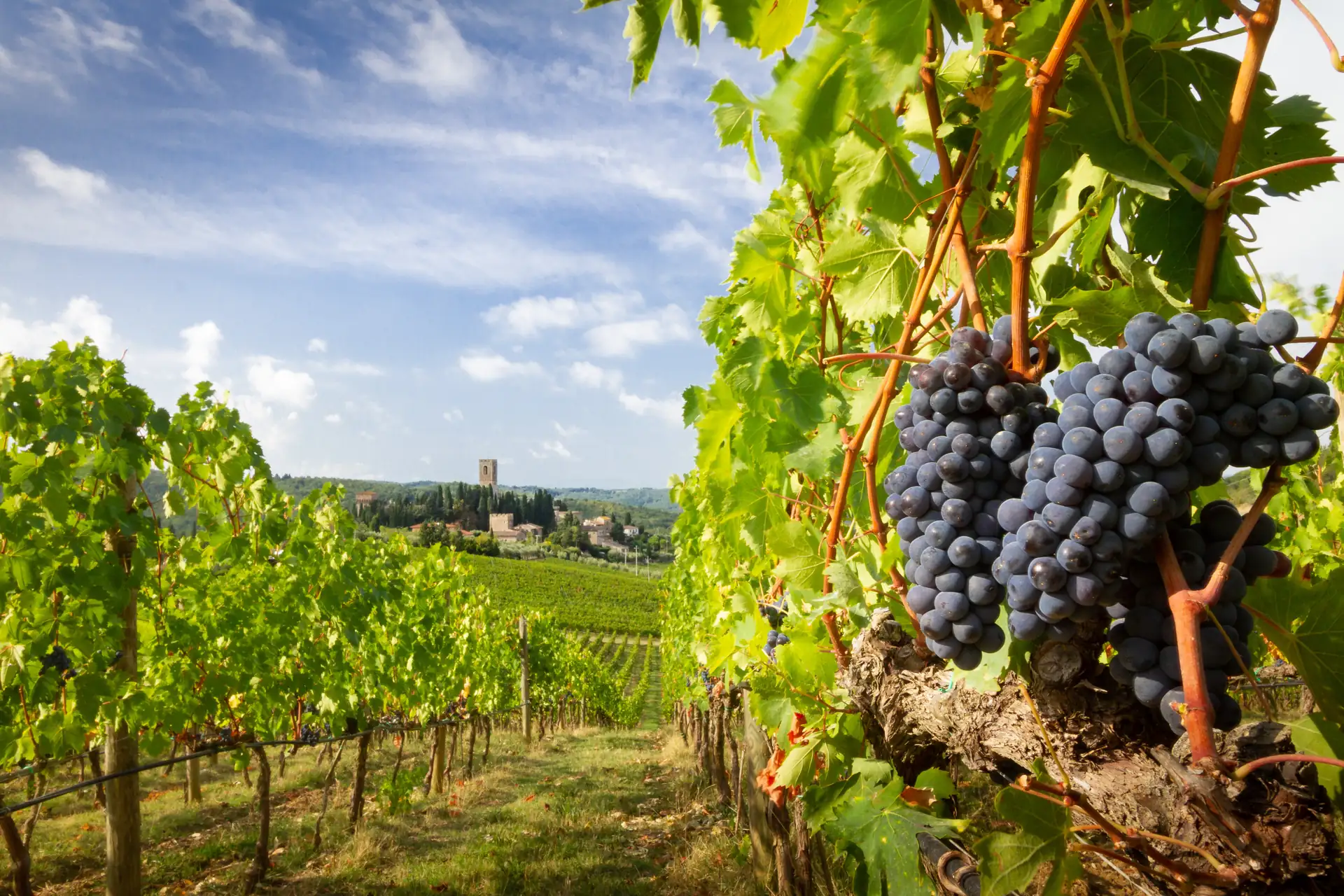 Nahaufnahme von reifen Trauben an einem Weinstock in einem Weinberg mit weiteren Reben in der Toskana und einem Chianti Weingut im Hintergrund.