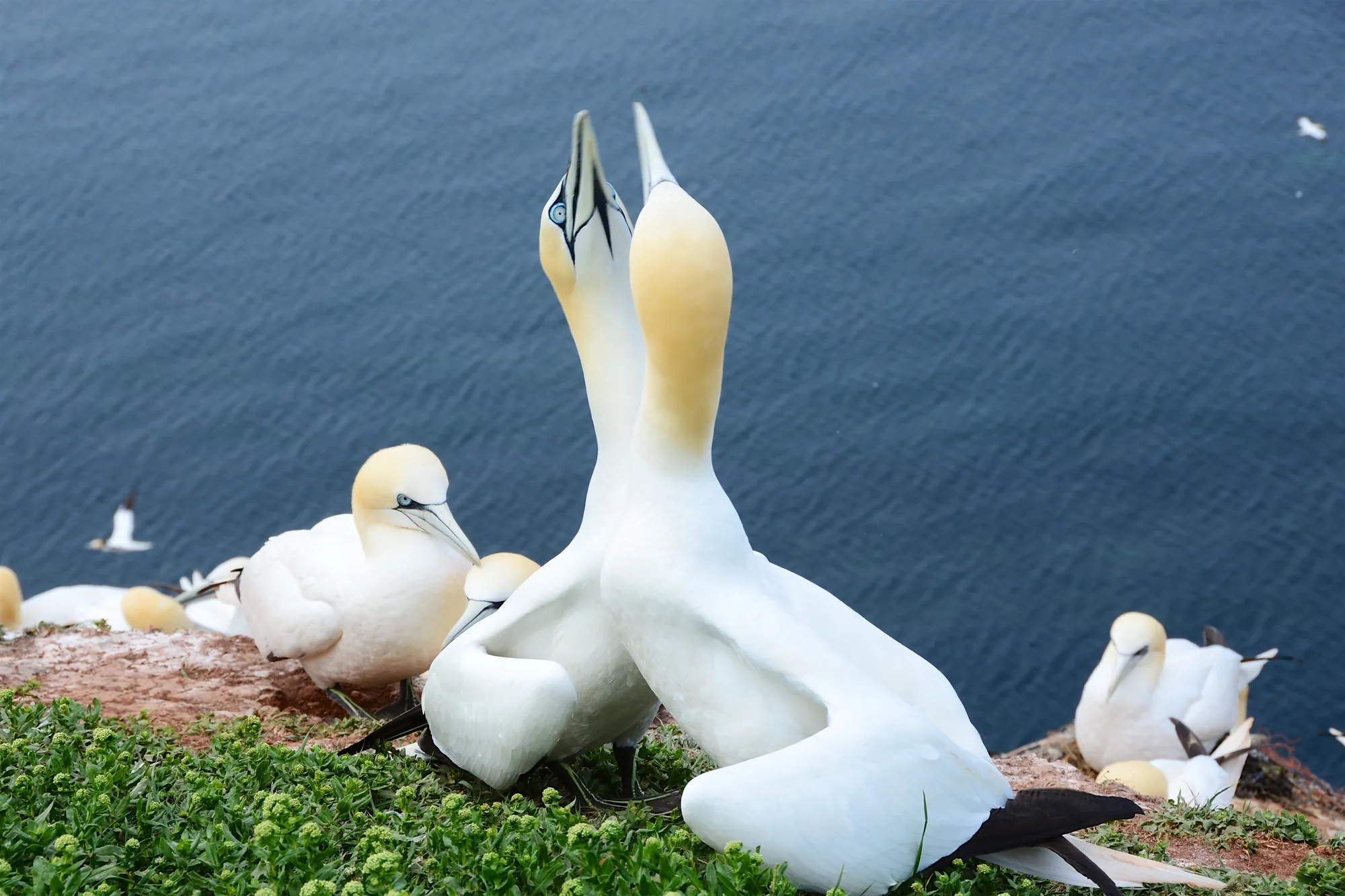 Basstölpel auf Helgoland und im Hintergrund das Meer