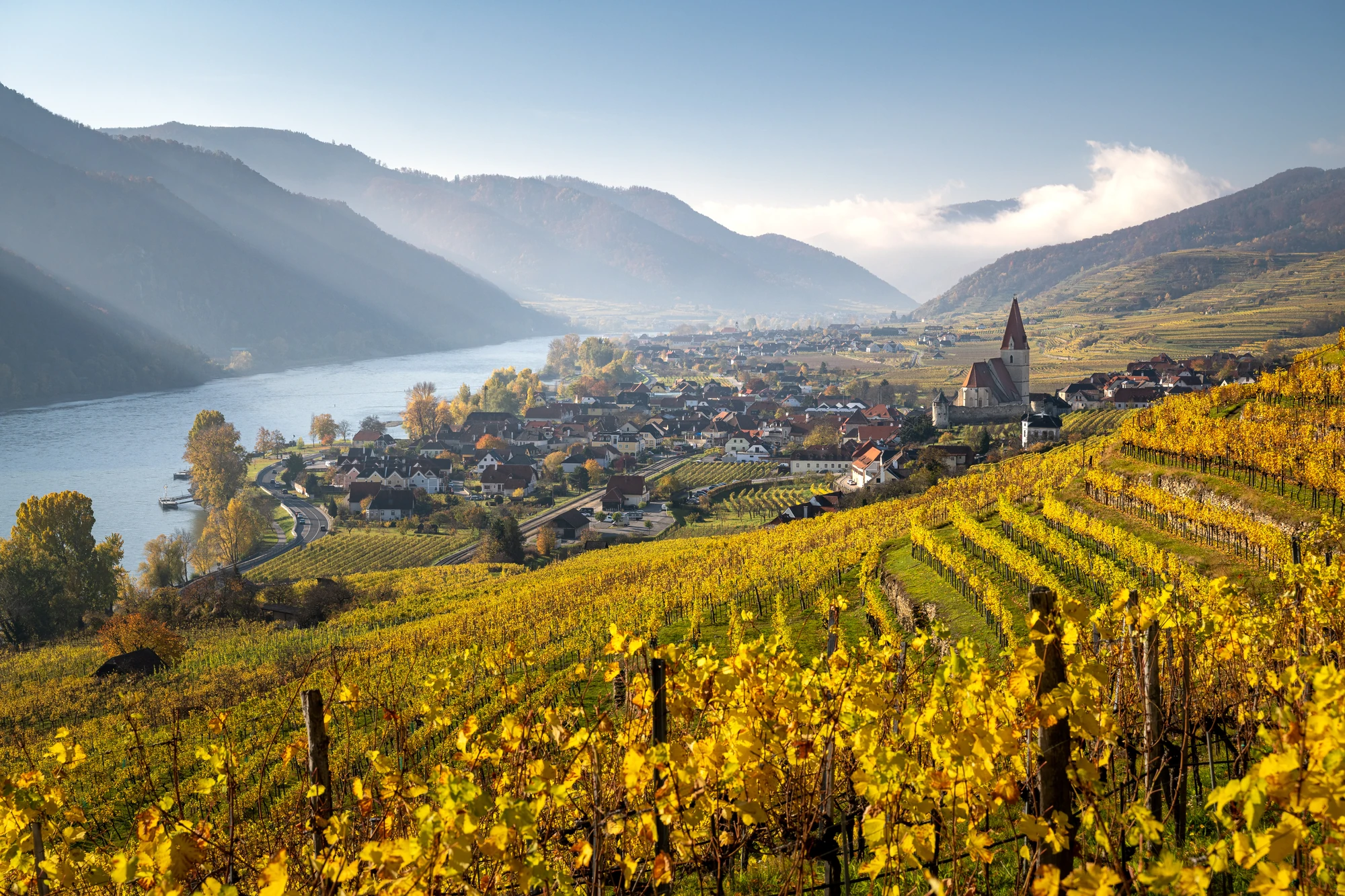 Herbstliche Weinberge in der Wachau, Österreich, mit gelben Reben im Vordergrund, einem Fluss und einer Stadt im Hintergrund.