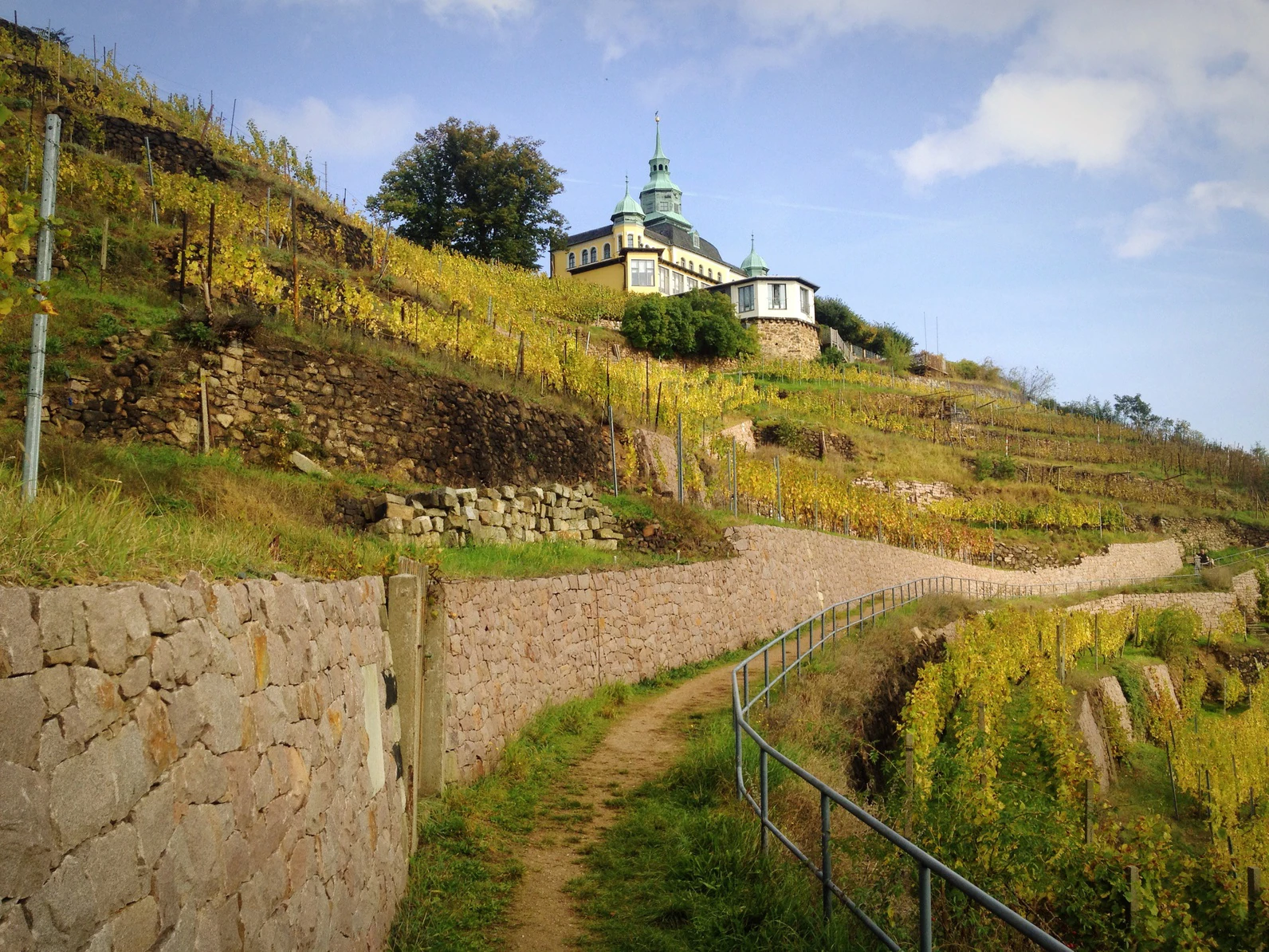 Weinberge bei Radebeul in der Nähe von Dresden