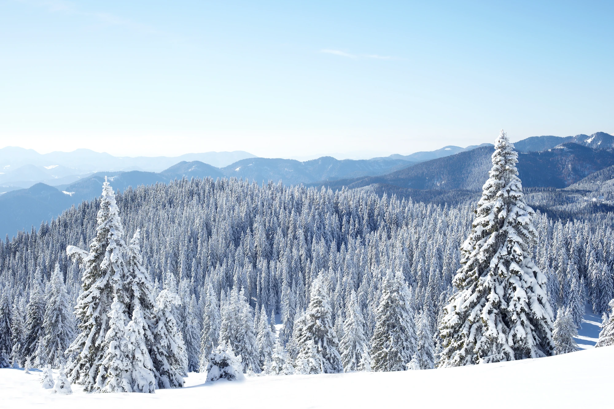 Weiße Winter Landschaft mit schneebedeckten Bäumen und Bergpanorama im Winterurlaub