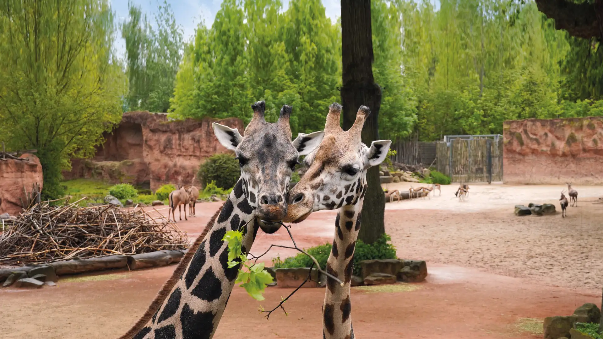 Erlebnis-Zoo Hannover (Bild im Kachelformat): Zwei Giraffen, die sich mit ihren Hälsen und Köpfen nahe sind, eine hält einen Zweig mit Blättern im Maul.