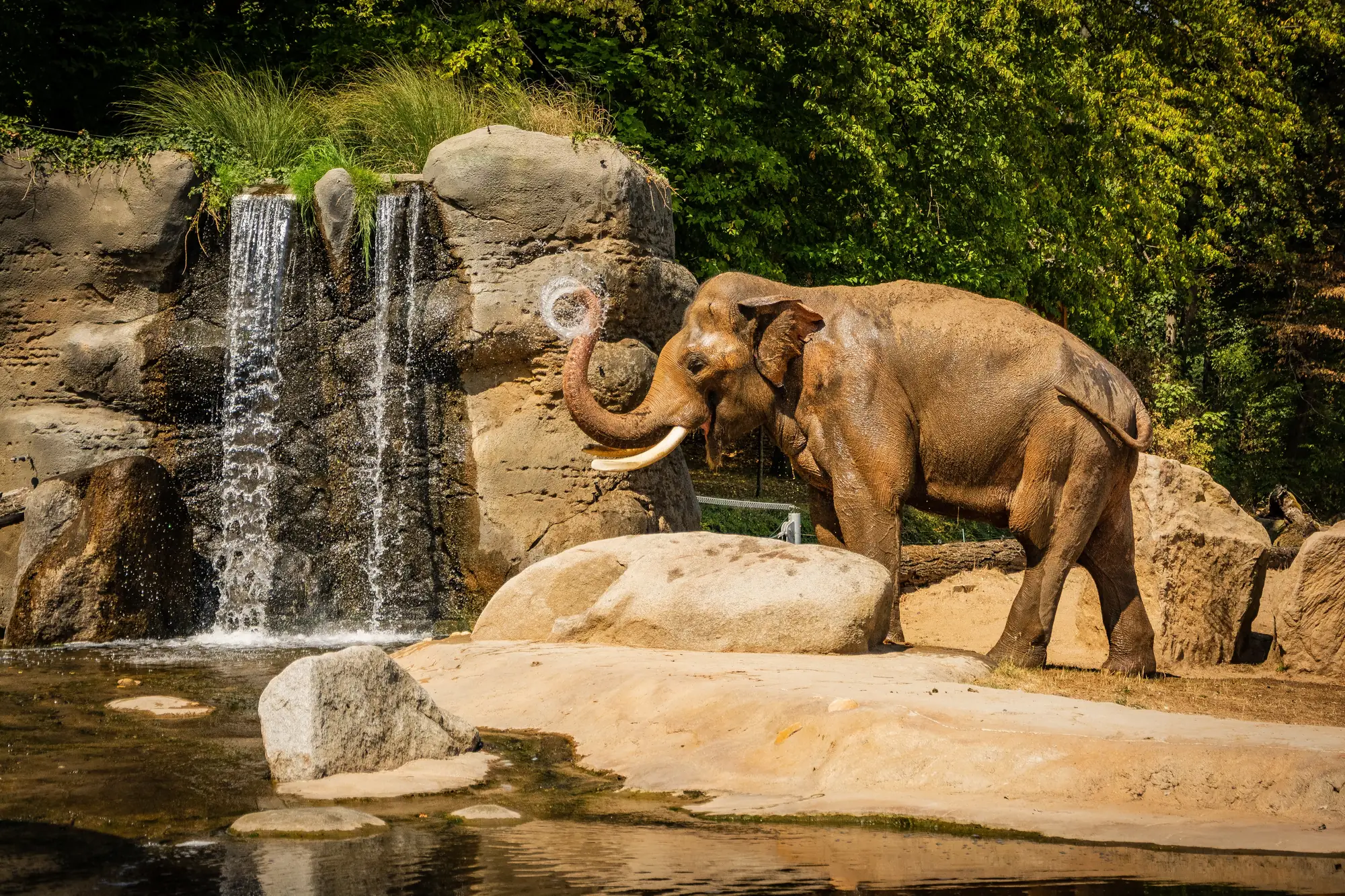 Elefant im Prager Zoo im Sonnenschein