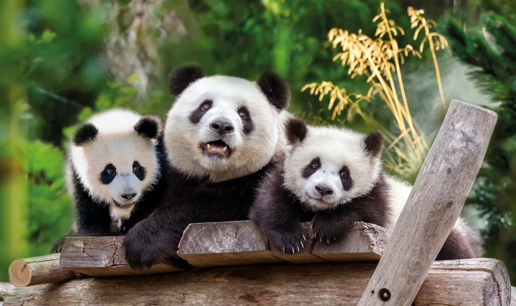 Pandas mit Nachwuchs im Zoo Berlin
